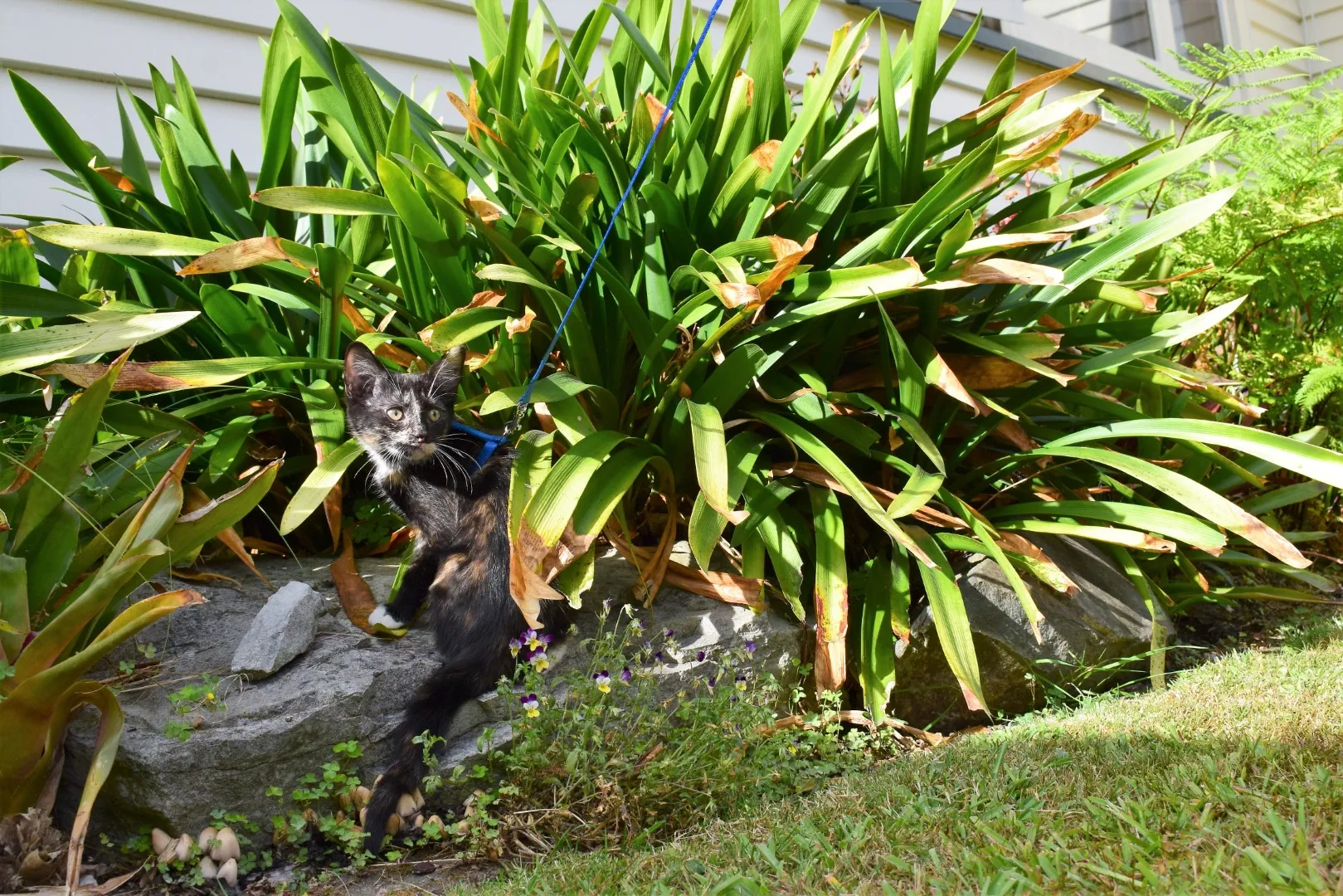 Ferne explores the garden   big girl 8 feb 2020